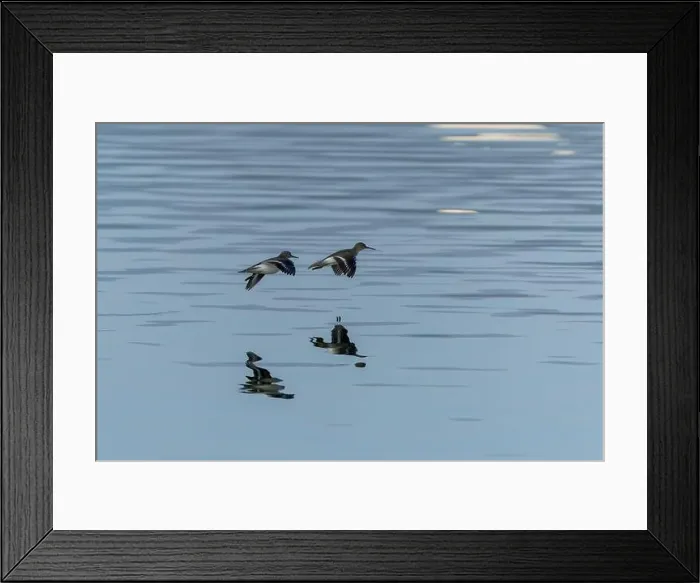 Framed Print : Sanderling Sandpiper in flight dips wingtip in water Framed Print : Sanderling Sandpiper in flight dips wingtip in water