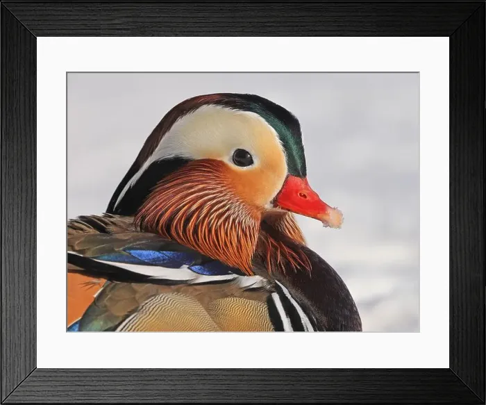 Framed Print : Mandarin duck portrait in winter, Quebec, Canada Framed Print : Mandarin duck portrait in winter, Quebec, Canada