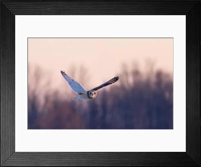 Framed Print : Short-eared owl hunting over a snow covered field in Canada Framed Print : Short-eared owl hunting over a snow covered field in Canada