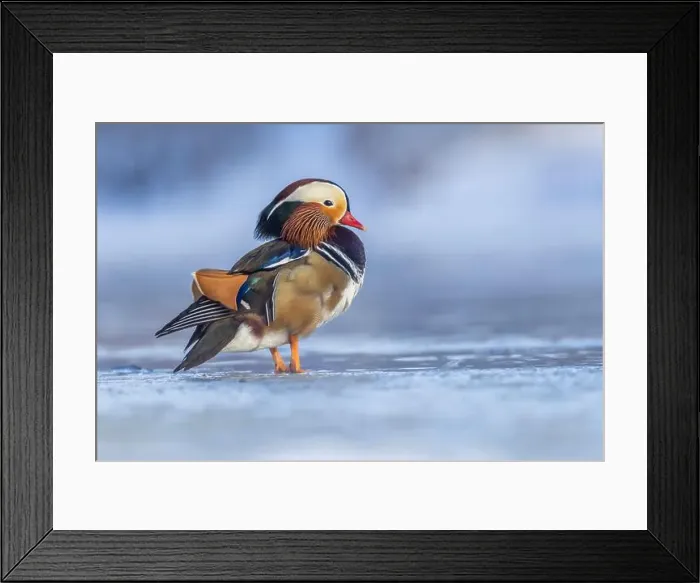 Framed Print : Male Mandarin duck (Aix galericulata) in winter Framed Print : Male Mandarin duck (Aix galericulata) in winter
