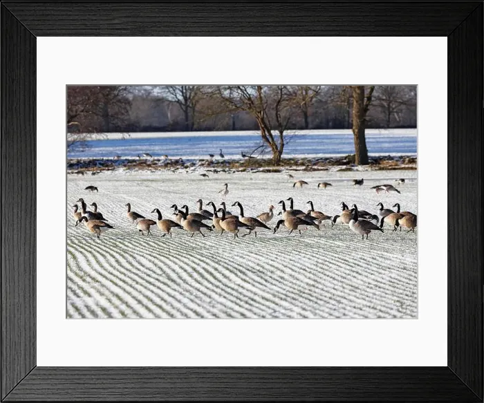 Framed Print : Canada geese (Branta canadensis) and greylag geese (Anser anser) search for food on a snow-covered field in winter Framed Print : Canada geese (Branta canadensis) and greylag geese (Anser anser) search for food on a snow-covered field in winter
