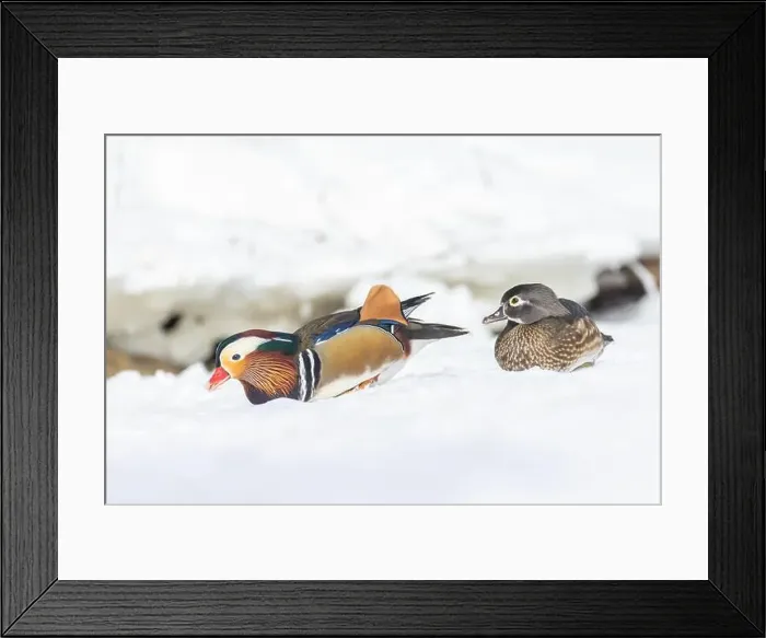 Framed Print : Pair Mandarin duck (Aix galericulata) in winter Framed Print : Pair Mandarin duck (Aix galericulata) in winter