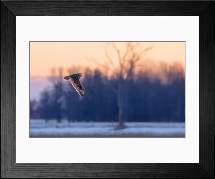 Framed Print : Short-eared owl hunting over a snow covered field in Canada at sunset Framed Print : Short-eared owl hunting over a snow covered field in Canada at sunset