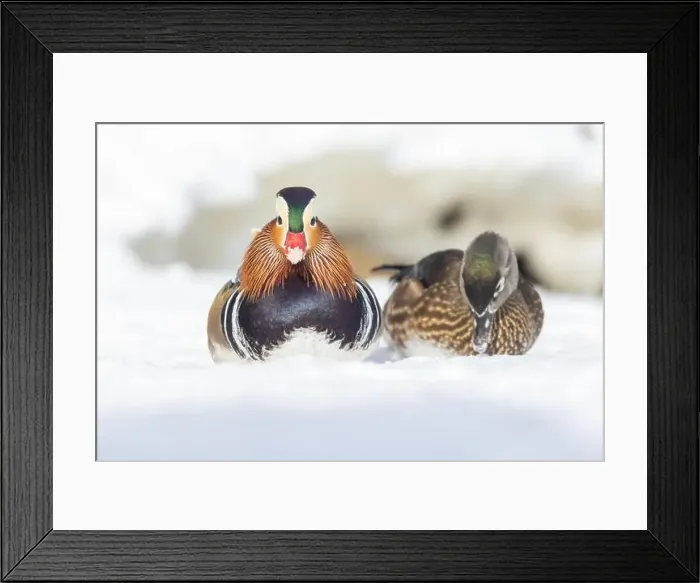 Framed Print : Pair Mandarin duck (Aix galericulata) in winter Framed Print : Pair Mandarin duck (Aix galericulata) in winter