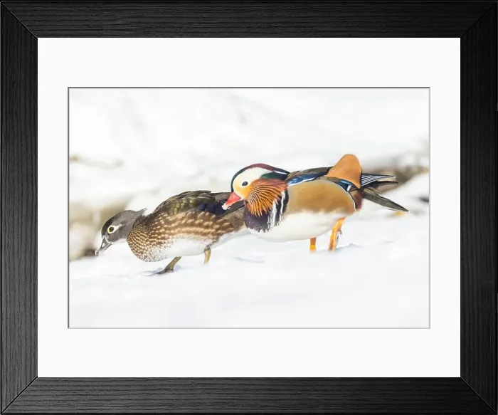 Framed Print : Pair Mandarin duck (Aix galericulata) in winter Framed Print : Pair Mandarin duck (Aix galericulata) in winter