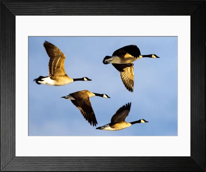 Framed Print : Some geese in the sky one has its wings spread while one is flying with its Framed Print : Some geese in the sky one has its wings spread while one is flying with its