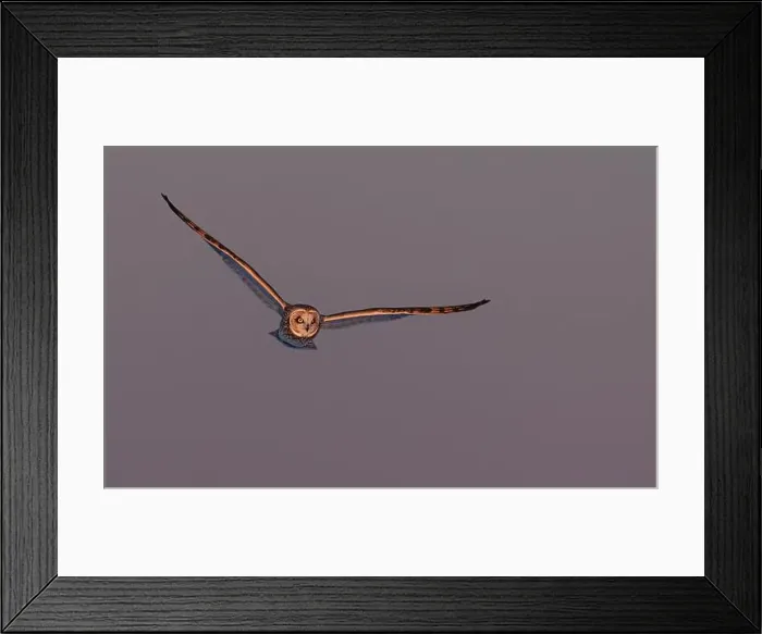 Framed Print : Short-eared owl hunting over a snow covered field in Canada at sunset Framed Print : Short-eared owl hunting over a snow covered field in Canada at sunset