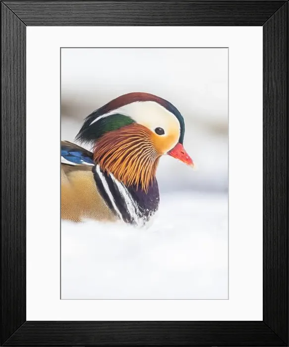 Framed Print : Male Mandarin duck (Aix galericulata) in winter Framed Print : Male Mandarin duck (Aix galericulata) in winter