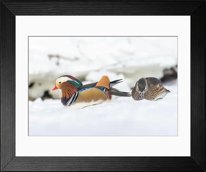 Framed Print : Pair Mandarin duck (Aix galericulata) in winter Framed Print : Pair Mandarin duck (Aix galericulata) in winter