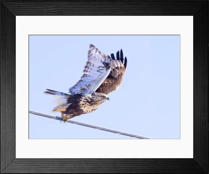 Framed Print : Rough-legged hawk hunting over a snow covered field in Canada at sunset Framed Print : Rough-legged hawk hunting over a snow covered field in Canada at sunset