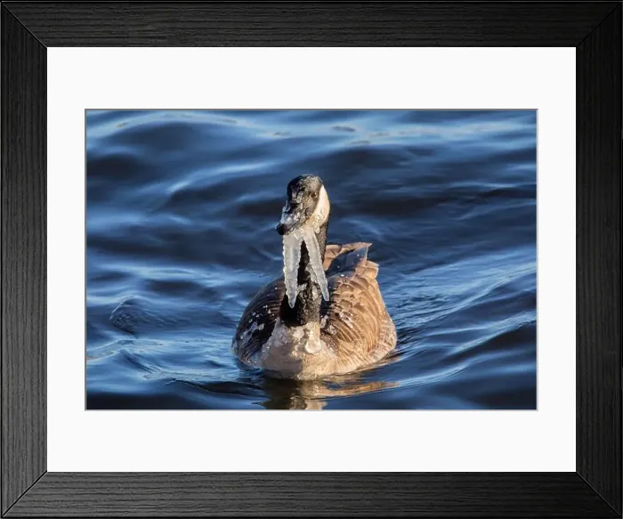Framed Print : Canada goose with icicles hanging from its neck, floating on the Mississippi River on a winter day in January in Iowa Framed Print : Canada goose with icicles hanging from its neck, floating on the Mississippi River on a winter day in January in Iowa