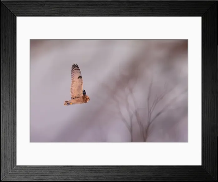 Framed Print : Short-eared owl hunting over a snow covered field in Canada Framed Print : Short-eared owl hunting over a snow covered field in Canada