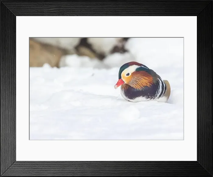 Framed Print : Male Mandarin duck (Aix galericulata) in winter Framed Print : Male Mandarin duck (Aix galericulata) in winter