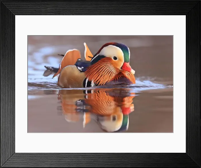 Framed Print : Mandarin duck portrait in winter with nice reflections Framed Print : Mandarin duck portrait in winter with nice reflections
