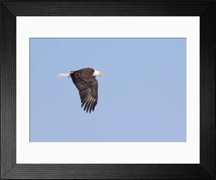 Framed Print : American bald eagle in flight over a frozen lake in Canada Framed Print : American bald eagle in flight over a frozen lake in Canada