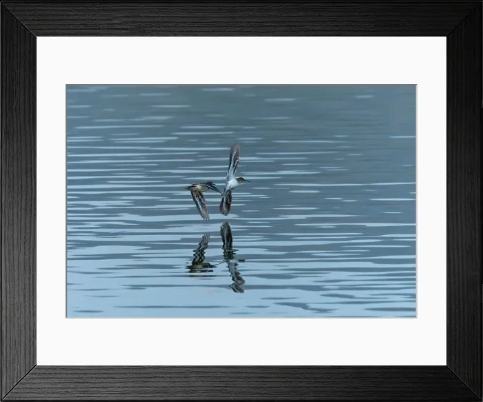 Framed Print : Sanderling Sandpiper in flight dips wingtip in water Framed Print : Sanderling Sandpiper in flight dips wingtip in water