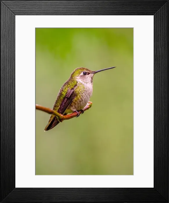 Framed Print : A vertical image of an Anna's Hummingbird (Calypte anna) perched on a branch in front of a green background Framed Print : A vertical image of an Anna's Hummingbird (Calypte anna) perched on a branch in front of a green background