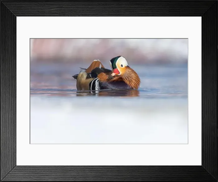 Framed Print : Male Mandarin duck (Aix galericulata) in winter Framed Print : Male Mandarin duck (Aix galericulata) in winter
