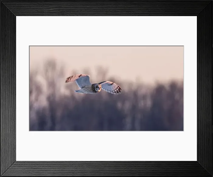 Framed Print : Short-eared owl hunting over a snow covered field in Canada Framed Print : Short-eared owl hunting over a snow covered field in Canada