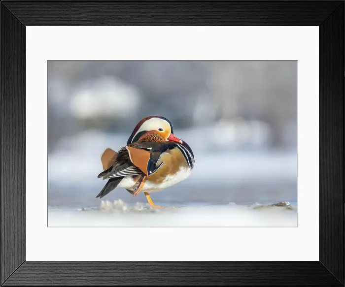 Framed Print : Male Mandarin duck (Aix galericulata) in winter Framed Print : Male Mandarin duck (Aix galericulata) in winter