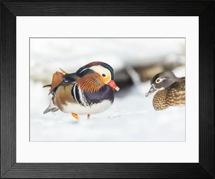 Framed Print : Pair Mandarin duck (Aix galericulata) in winter Framed Print : Pair Mandarin duck (Aix galericulata) in winter
