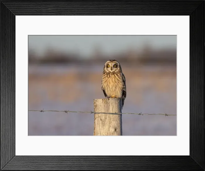 Framed Print : Short-eared owl perched on a post hunting over a snow covered field at sunset in Canada Framed Print : Short-eared owl perched on a post hunting over a snow covered field at sunset in Canada