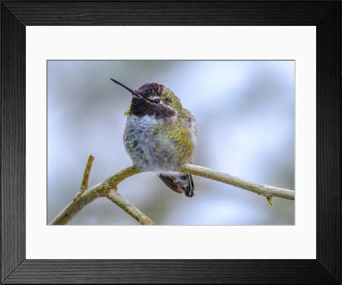Framed Print : A close-up of an Anna's Hummingbird (Calypte anna) trying to keep warm on a cold winter day Framed Print : A close-up of an Anna's Hummingbird (Calypte anna) trying to keep warm on a cold winter day
