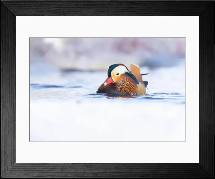 Framed Print : Male Mandarin duck (Aix galericulata) in winter Framed Print : Male Mandarin duck (Aix galericulata) in winter