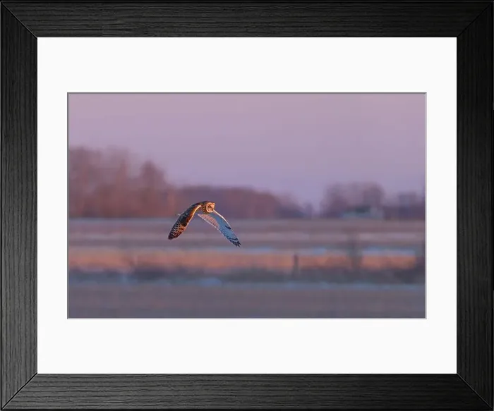 Framed Print : Short-eared owl hunting over a snow covered field in Canada at sunset Framed Print : Short-eared owl hunting over a snow covered field in Canada at sunset