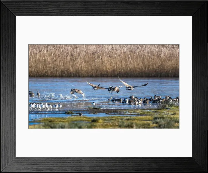 Framed Print : Canada Goose, Branta canadensis birds on frozen marshes Framed Print : Canada Goose, Branta canadensis birds on frozen marshes