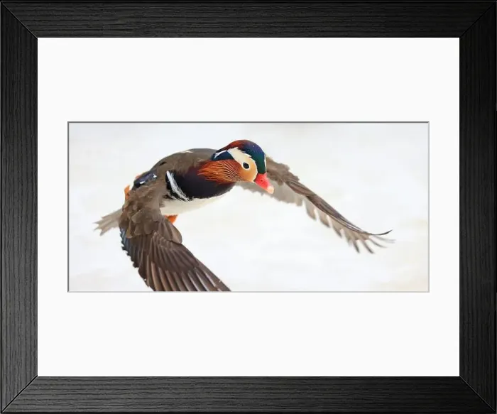 Framed Print : Mandarin duck portrait in winter, Quebec, Canada Framed Print : Mandarin duck portrait in winter, Quebec, Canada
