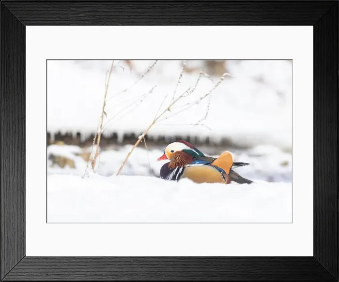 Framed Print : Male Mandarin duck (Aix galericulata) in winter Framed Print : Male Mandarin duck (Aix galericulata) in winter