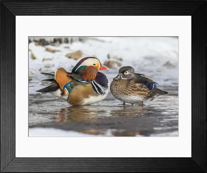 Framed Print : Pair Mandarin duck (Aix galericulata) in winter Framed Print : Pair Mandarin duck (Aix galericulata) in winter