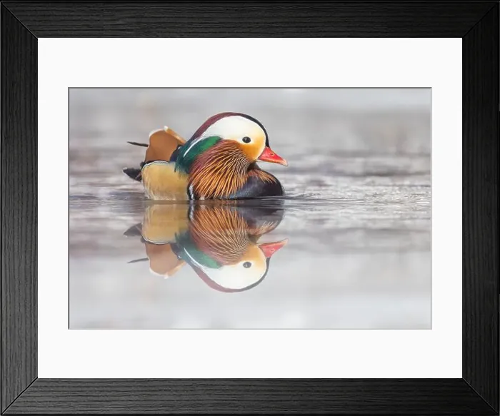 Framed Print : Male Mandarin duck (Aix galericulata) in winter Framed Print : Male Mandarin duck (Aix galericulata) in winter