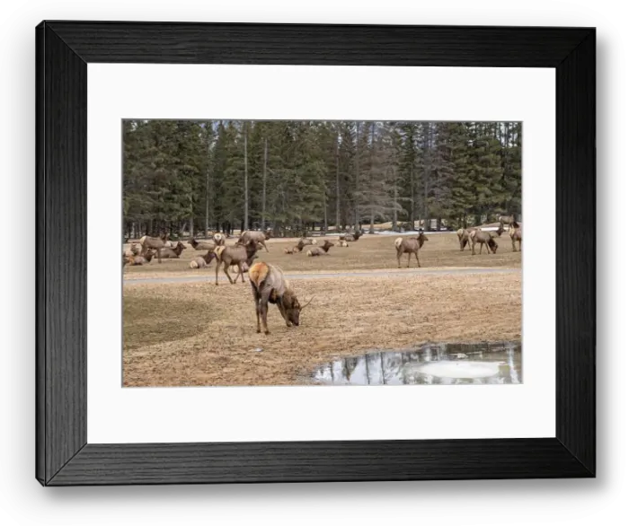 Framed Print : Elk (Cervus canadensis) grazing on grass at a golf course in Banff National Park, Canada Framed Print : Elk (Cervus canadensis) grazing on grass at a golf course in Banff National Park, Canada