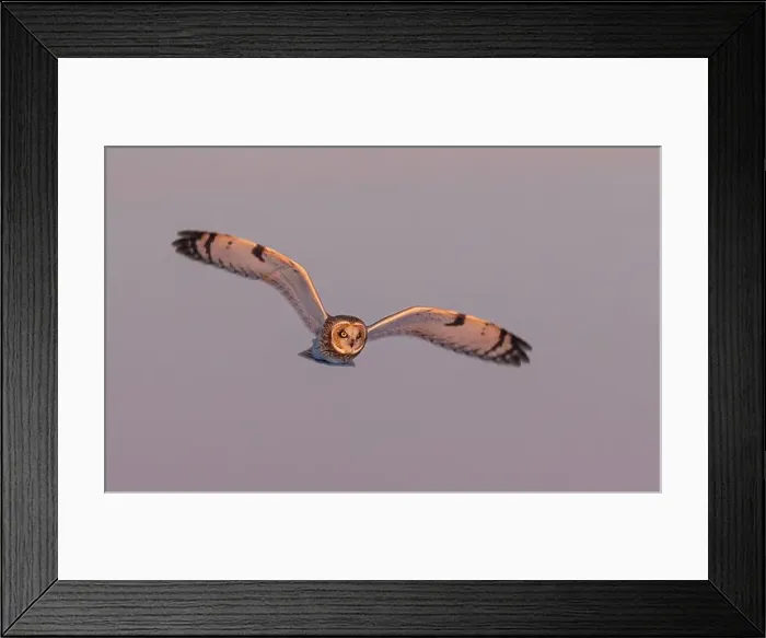 Framed Print : Short-eared owl hunting over a snow covered field in Canada at sunset Framed Print : Short-eared owl hunting over a snow covered field in Canada at sunset