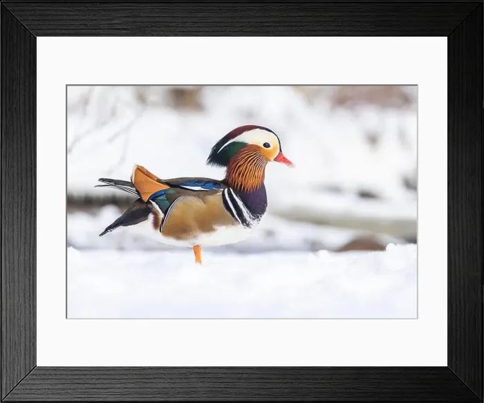 Framed Print : Male Mandarin duck (Aix galericulata) in winter Framed Print : Male Mandarin duck (Aix galericulata) in winter