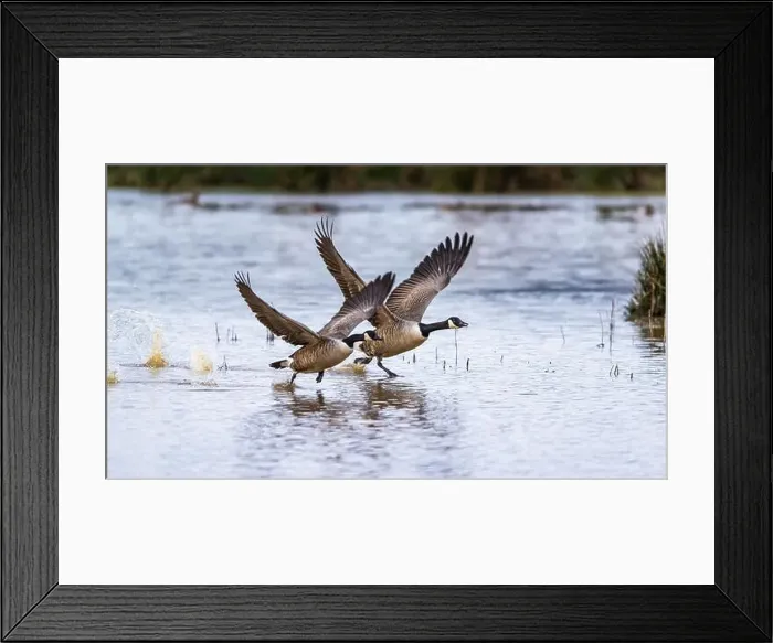 Framed Print : Canada Goose, Branta canadensis birds in flight over Marshes Framed Print : Canada Goose, Branta canadensis birds in flight over Marshes