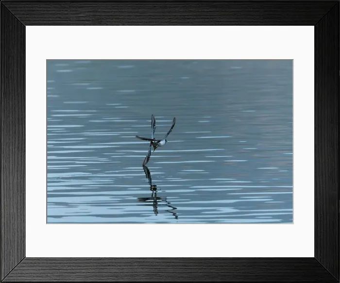 Framed Print : Sanderling Sandpiper in flight dips wingtip in water Framed Print : Sanderling Sandpiper in flight dips wingtip in water