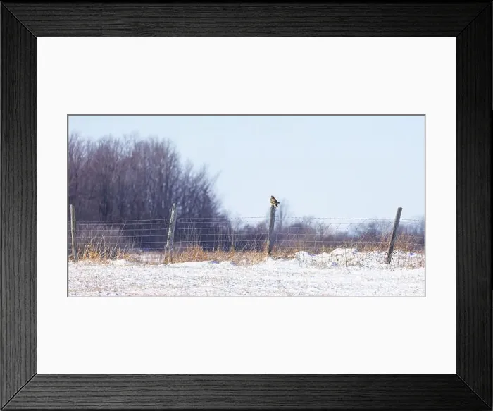Framed Print : Short-eared owl perched on a fence post hunting over a snow covered field in Canada Framed Print : Short-eared owl perched on a fence post hunting over a snow covered field in Canada