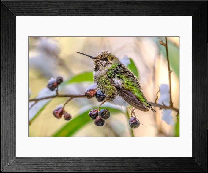 Framed Print : An Anna's Hummingbird (Calypte anna) perched on a cotoneaster branch with dried berries Framed Print : An Anna's Hummingbird (Calypte anna) perched on a cotoneaster branch with dried berries