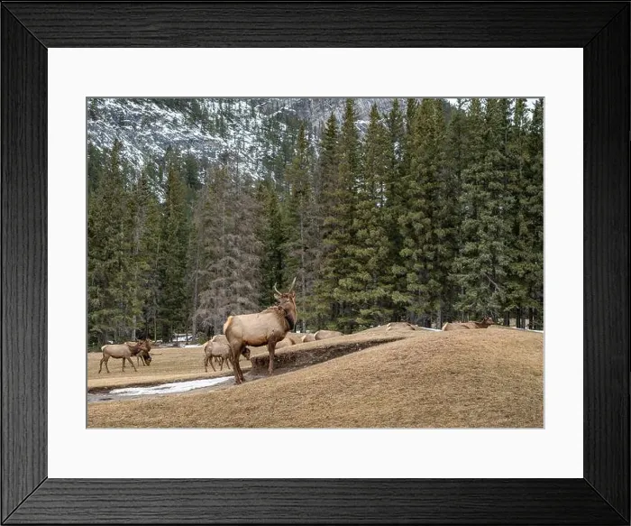 Framed Print : Elk (Cervus canadensis) grazing on grass at a golf course sand trap in Banff National Park, Canada Framed Print : Elk (Cervus canadensis) grazing on grass at a golf course sand trap in Banff National Park, Canada
