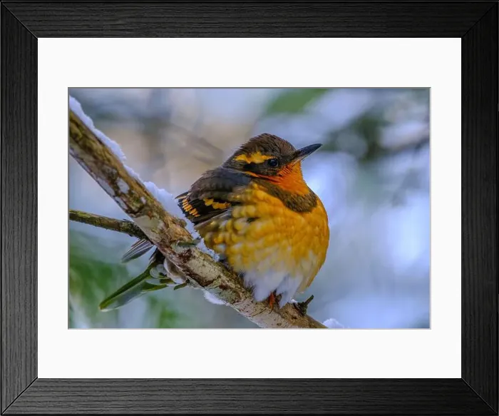 Framed Print : A Varied Thrush perched on a branch, with feathers fluffed up trying to stay waem on a cold winter day Framed Print : A Varied Thrush perched on a branch, with feathers fluffed up trying to stay waem on a cold winter day