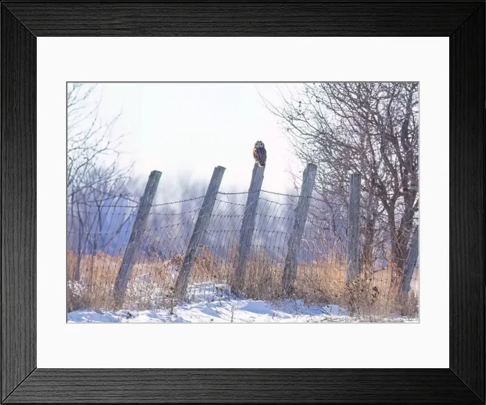 Framed Print : Short-eared owl perched on a fence post hunting over a snow covered field in Canada Framed Print : Short-eared owl perched on a fence post hunting over a snow covered field in Canada