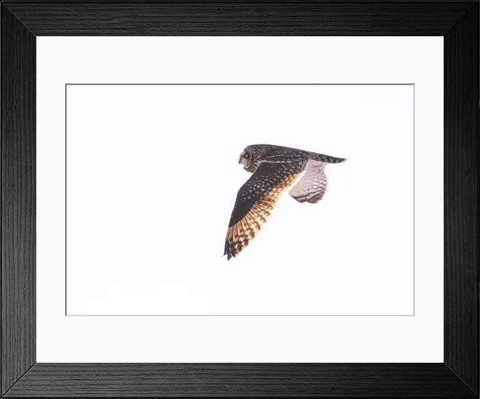 Framed Print : Short-eared owl hunting over a snow covered field in Canada at sunset Framed Print : Short-eared owl hunting over a snow covered field in Canada at sunset