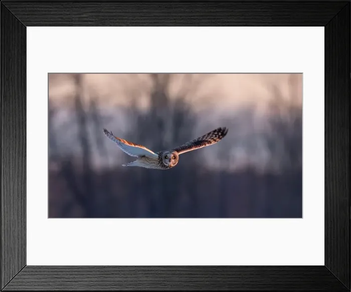 Framed Print : Short-eared owl hunting over a snow covered field in Canada at sunset Framed Print : Short-eared owl hunting over a snow covered field in Canada at sunset