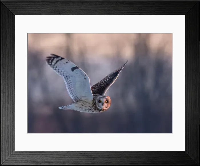 Framed Print : Short-eared owl hunting over a snow covered field in Canada at sunset Framed Print : Short-eared owl hunting over a snow covered field in Canada at sunset