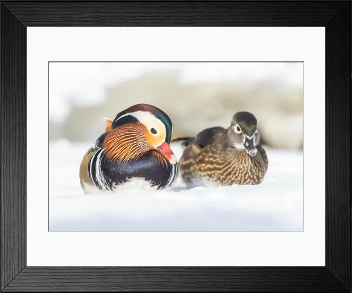Framed Print : Pair Mandarin duck (Aix galericulata) in winter Framed Print : Pair Mandarin duck (Aix galericulata) in winter