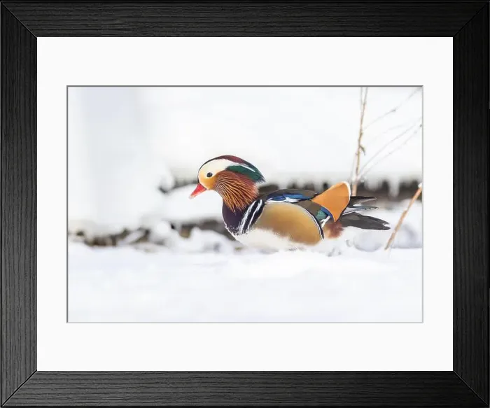 Framed Print : Male Mandarin duck (Aix galericulata) in winter Framed Print : Male Mandarin duck (Aix galericulata) in winter