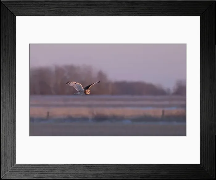 Framed Print : Short-eared owl hunting over a snow covered field in Canada at sunset Framed Print : Short-eared owl hunting over a snow covered field in Canada at sunset